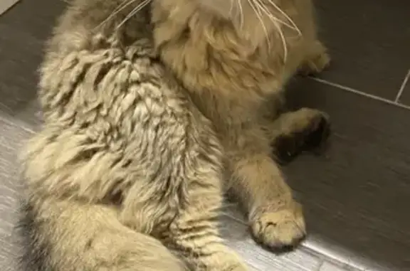Найдена кошка, Тула, фото: Найдена кошка, Тула, Шухова, д. 7 — небольшая, вислоухая и пушистая