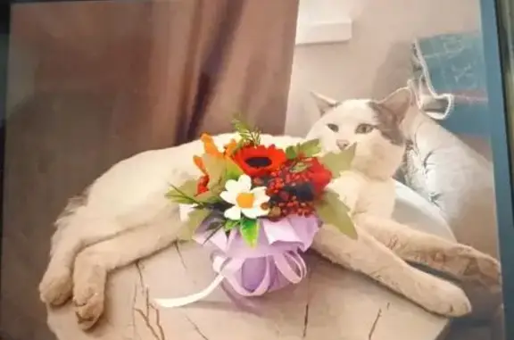 Пропала кошка, Самурская, Махачкала — кот, обычный окрас, мальчик - photo