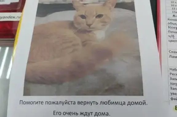 Пропала кошка, Москва, Капотня — светло-рыжая, белые лапки и белый 