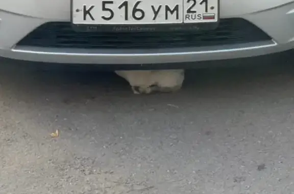 Найдена кошка, Чебоксары, фото: Найдена кошка, Чебоксары, Совхозная, д. 10 — короткошерстная, темные отметки на хвосте