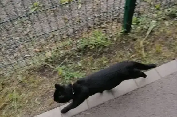 Найдена кошка, Красноярск, фото: Найдена кошка, Комбайностроителей, Красноярск — в ошейнике