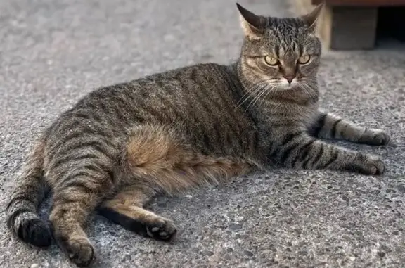 Пропала кошка, Свободы, Соликамск — очень осторожная домашняя кошка - photo