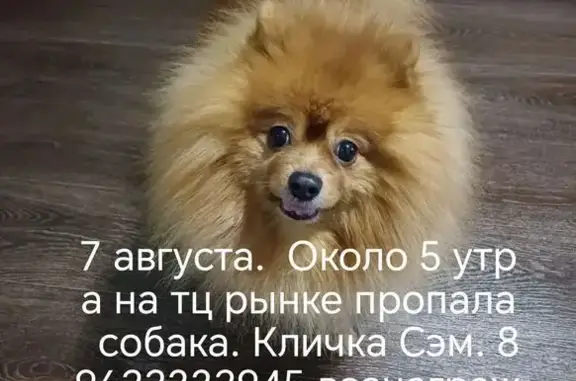 Пропала собака, Тамбов - photo