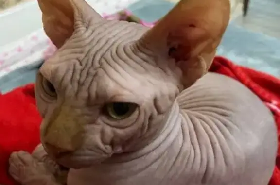 Пропала кошка, Ливны, Селищева, д. 2 — выпрыгнул в открытое окно - photo