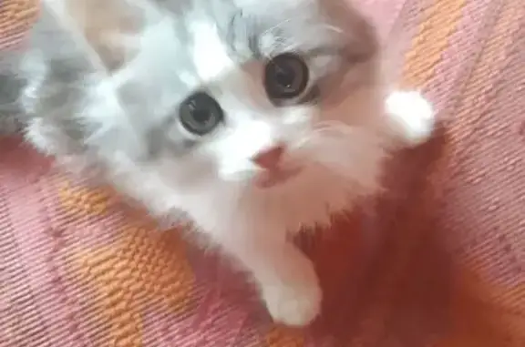 Найдена кошка, Алатырь, фото: Найдена кошка, Алатырь, И. Франко