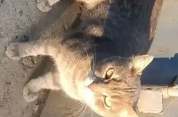 Найдена кошка, Оренбург, фото: Найдена кошка, Оренбург — худая, похожа на породистую