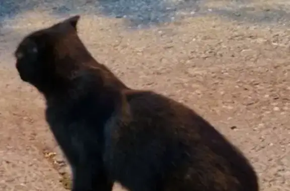 Найдена кошка, Казань, фото: Найдена кошка, Район Советский (г Казань), Марины Расковой, д. 5, Казань — чёрная вислоухая, похожа на котёнка