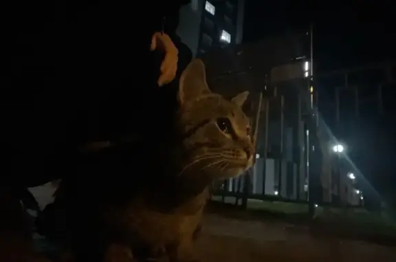 Найдена кошка, Томск, фото: Найдена кошка, Томск, Аркадия Иванова, д. 22 — маленькая, очень ласковая