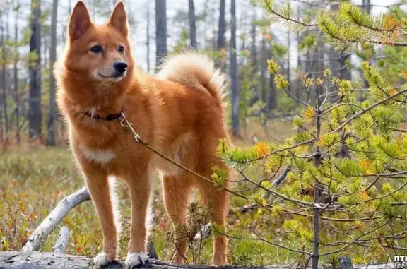 Пропала собака, Инза, Энгельса, д. Остановка — рыжая, ушки стоячие - photo