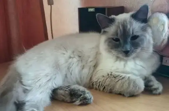 Пропала кошка, Брянск, Горбатова, д. 9 — невская маскарадная, выпала из окна - photo