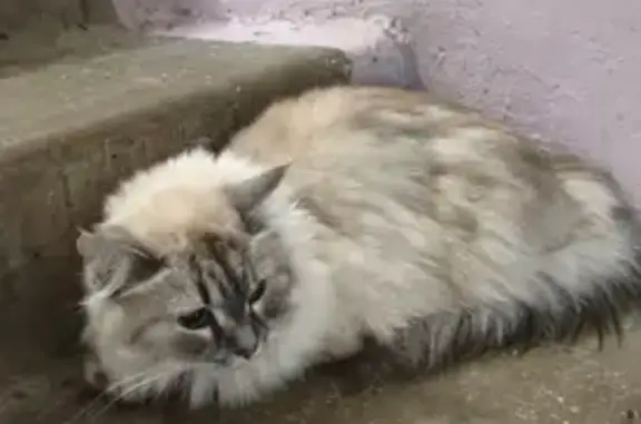 Найдена кошка, Ижевск, фото: Найдена кошка, Ижевск, Карла Маркса, д. 421 — бело-серая пушистая кошечка