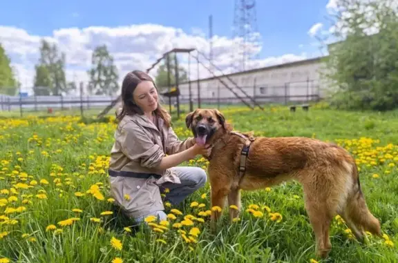 Найдена собака, Москва, фото: Найдена собака, 3-й Лихачёвский переулок, Москва - ласковая девочка с песочным окрасом
