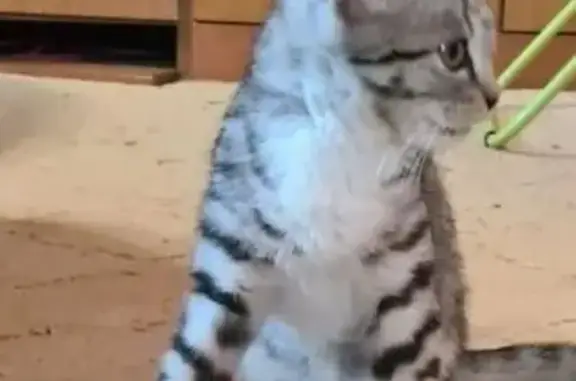 Найдена кошка, Кемерово, фото: Найдена кошка, Ворошилова, д. 2, Кемерово — девочка, примерно полгода
