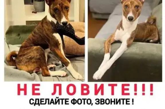 Пропала собака, Москва, ЮВАО — басенджи, кобель, тигровый с белым окрасом - photo
