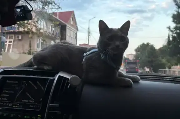 Пропала кошка, Геленджик, Тельмана, д. 33 — серый кот в голубой шлейке - photo