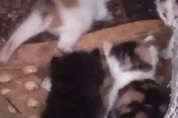 Кошка ищет дом, Санкт-Петербург — малыши котята, 4 трёхцветные и 1 чёрный котёнок - photo