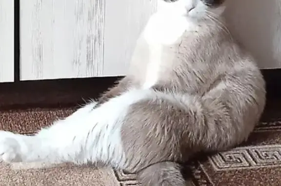 Кошки потеряшки, , фото: Потеряшка кошка, Территория снт Кальнинское (деревня Кальнинское) — молодой, пугливый