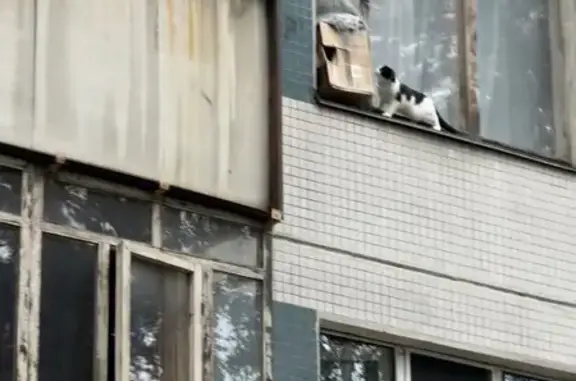 Найдена кошка, Набережные Челны, фото: Найдена кошка, Набережные Челны, им Вахитова, д. 25 — чёрно-белая, короткошёрстная, среднего размера