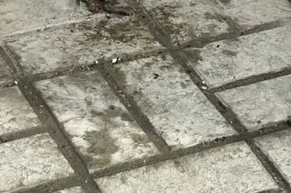 Кошка ищет дом, Казань - photo