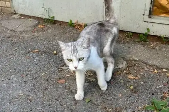 Найдена кошка, Ростов-на-Дону, фото: Найдена кошка, Штахановского, Ростов-на-Дону — молодая, худощавая