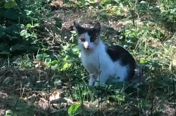 Найдена кошка, Новороссийск, фото: Найдена кошка, Пионерская, д. 23А 2, Новороссийск