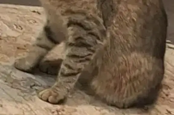 Пропала кошка, Район Советский, Нижний Новгород — серая полосатая - photo