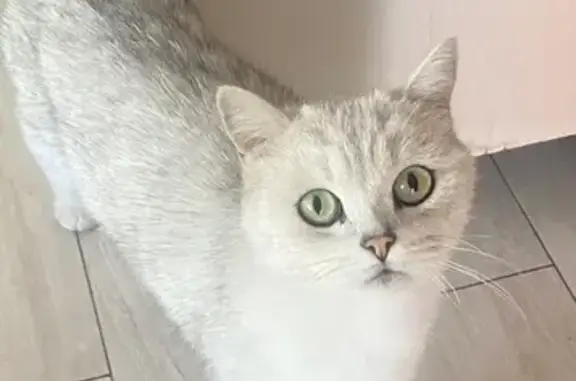 Пропала кошка, Деревня Измалково (г Одинцово), Одинцово — шиншиловая - photo
