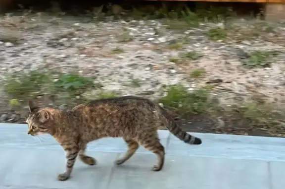 Найдена кошка, Ярославль, фото: Найдена кошка, Ярославль, Ленина, д. 24Б, Ярославль — ласковая, терлась рядом