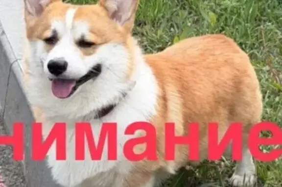 Пропала собака, Женьшеневая, Владивосток — рыжая, может быть напугана - photo