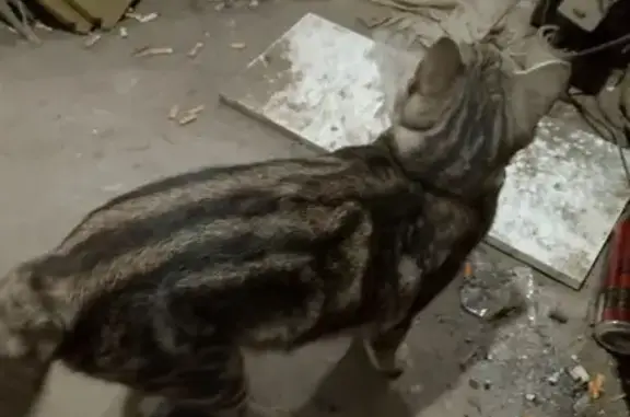 Найдена кошка, Барнаул, фото: Найдена кошка, Район Железнодорожный (г Барнаул), Социалистический, д. 114, Барнаул — тигровый