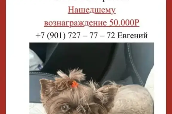 Собаки потеряшки, Балашиха, фото: Потеряшка собака, Балашиха, Твардовского, д. 26 — мини-йорк, коротко стриженная, с клеймом