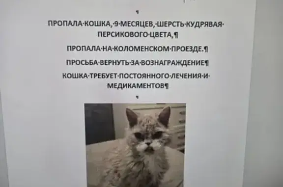 Пропала кошка, Москва, Коломенский, д. 8 1 — 8 месяцев, персиковая, требует лечения - photo