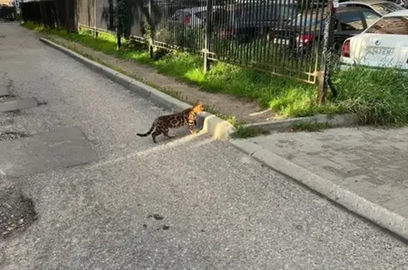 Объявления о пропавших и найденных животных, Мурино, фото: Найдена кошка, Мурино — кот бенгальской породы