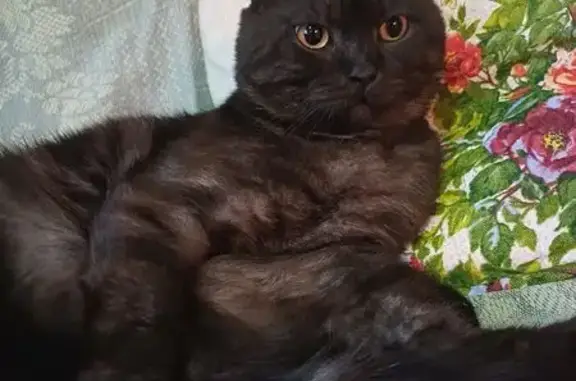 Пропала кошка, Павлово, Нагорная, д. 5Б — чёрный вислоухий, длинное худощавое телосложение - photo