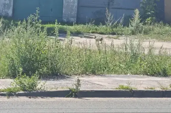 Найдена собака, Брянск, фото: Найдена собака, Володарский район, Брянск — йорк, поймать пока не получается