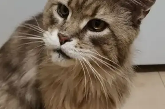 Пропала кошка, им. Дегтярева, Волгоград — кот мейн-кун - photo