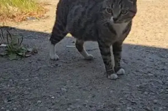 Найдена кошка, Серпухов, фото: Найдена кошка, Водонапорная, Серпухов — беременная, людей не боится