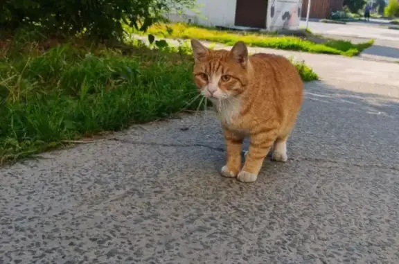 Кошка ищет дом, Рабочий поселок Линево, Мира, д. 4, Линёво — шикарный рыжик - photo
