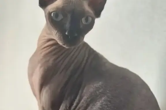 Пропала кошка, Искристая, Ростов-на-Дону — донской сфинкс Федя, 5,5 лет - photo