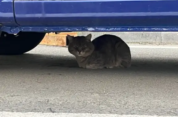 Найдена кошка, Тюмень, фото: Найдена кошка, Тюмень, Алебашевская, д. 17