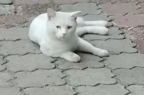 Найдена кошка, Нижний Новгород, фото: Найдена кошка, Ванеева, д. 20, Нижний Новгород — белая, с разноцветными глазами