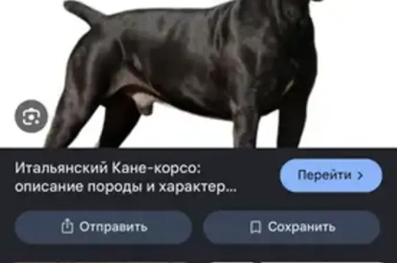 Найденные животные Чита, фото: Найдена собака, Чита, Бабушкина, д. 159 — чёрная тигровая, с ошейником
