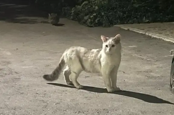 Кошки потеряшки, Йошкар-Ола, фото: Найдена кошка, Йошкар-Ола, Якова Эшпая, д. 154 — жалобно мяучит, голодная
