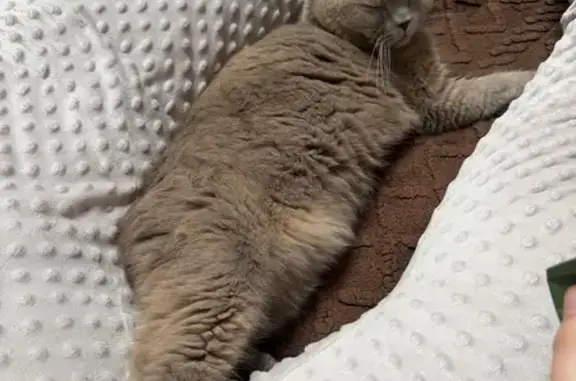 Кошки потеряшки, Киров, фото: Потеряшка кошка, Богородская, Киров — серая кошечка с жёлтыми глазами