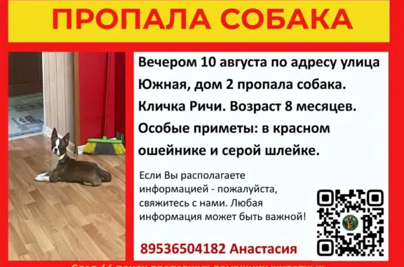 Пропала собака, Южная, Кострома - photo