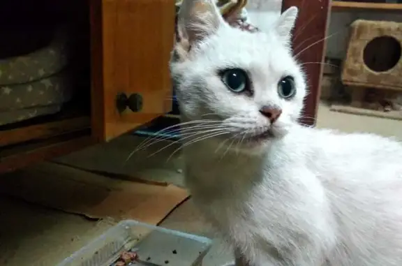Найдена кошка, Базарная, д. 4б, Ростов-на-Дону - photo