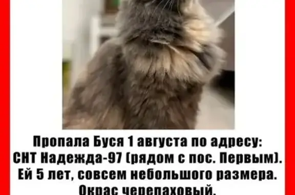 Пропала кошка, Валентина Зайцева, Кострома — 5 лет, стерилизована, ласковая - photo