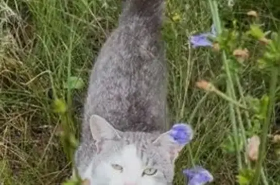 Кошка ищет дом, Поселок Жареный Бугор, Просторная, д. 62, Жареный Бугор — очень ласковая, с раненной лапой - photo