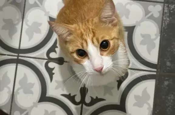 Найдена кошка, Краснодар, фото: Найдена кошка, Красная, Краснодар — рыжий котик, недавно кастрирован