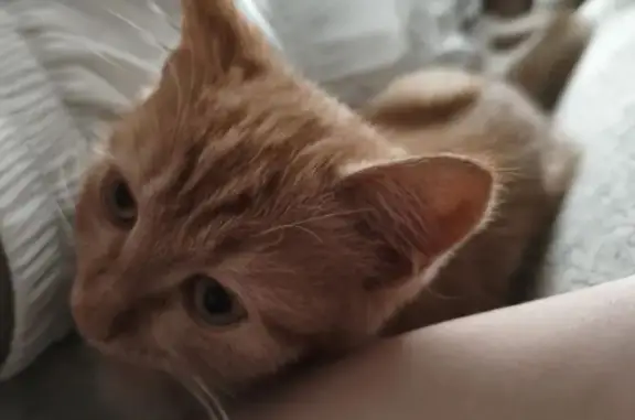 Пропала кошка, Благовещенск, Комарова, д. 7/3 — рыжий котёнок 4 месяца, с ошейником с бубенцом - photo